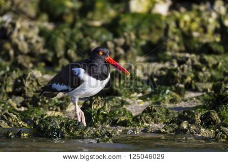 American Oystercatcher gazes into bay from seaweed-strewn shoreline