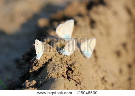 Group of white butterflies of resting on the ground.