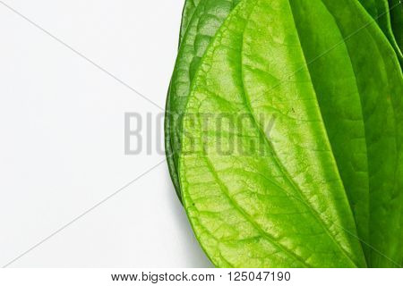 Thai set of old style gum and betel leaf