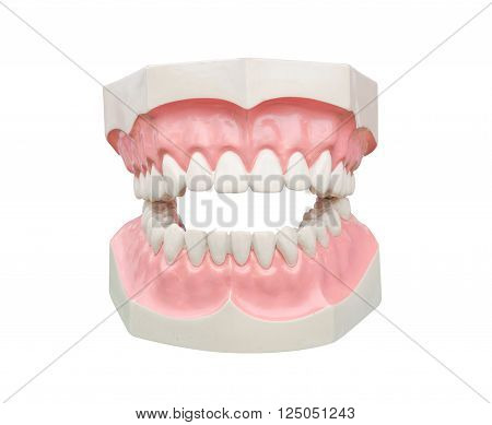 Dentoform ,Dental model for demonstration over white