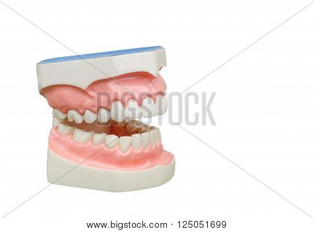 Dentoform ,Dental model for demonstration over white