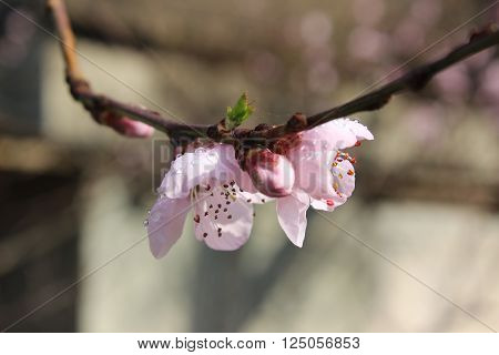 The blossoms of peach tree in the spring