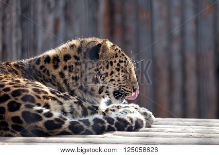 Amur leopard (Panthera pardus orientalis) licking paw lying