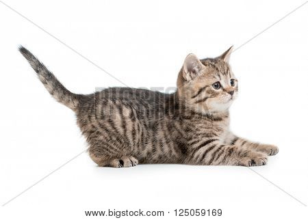 funny kitten cat ready to jump isolated