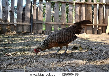 Phoenix chicken walking on the barnyard. Young hen standing alone on traditional rural farm yard