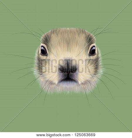 Cute face of meadow Rodentia animal on green background.
