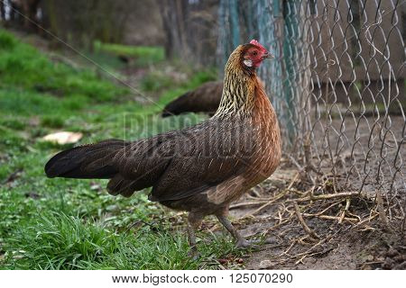 Phoenix chicken walking on the barnyard. Young hen standing alone on traditional rural farm yard