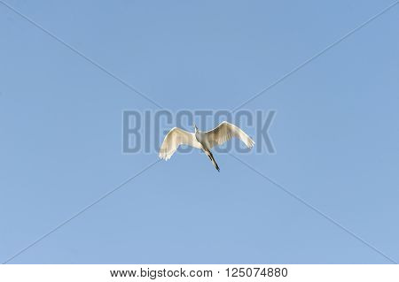 Great Egret soaring past on its own mission