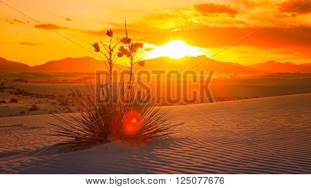 A beautiful sunset of a Yucca plant on the sand dunes at White Sands National Monument in New Mexico