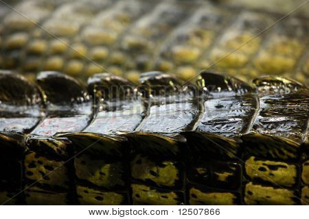 gavial timsah