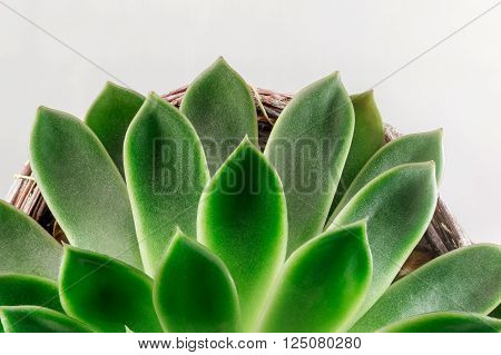 Echeveria succulent plant macro photography top view