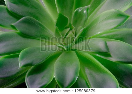 Echeveria succulent plant macro photography top view