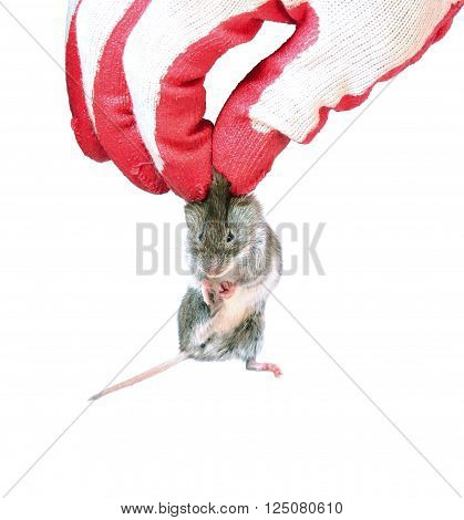 Grey mouse holding by the scruff in hand disinfectant worker in the glove closeup isolated
** Note: Soft Focus at 100%, best at smaller sizes
