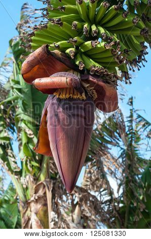 Banana blossom and bunch on tree in the garden at Thailand