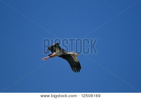 아시아 Openbill 황새