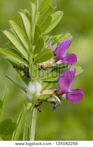 Common Vetch - Vicia sativa
Two flowers & Leaf