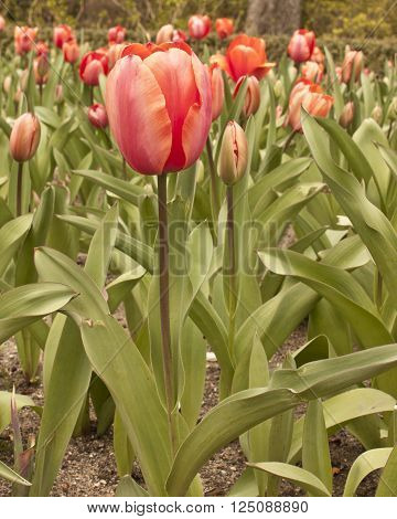 A photo of a field of beautiful red tulips in bloom in a botanical garden