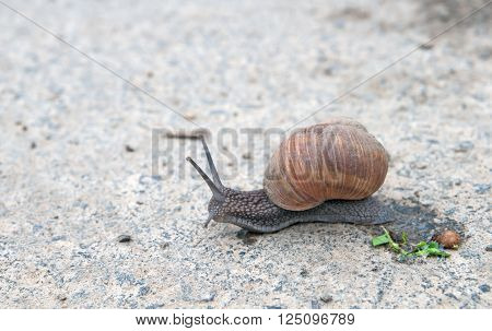 burgundy snail (Roman snail edible snail escargot) (Helix pomatia) on the road