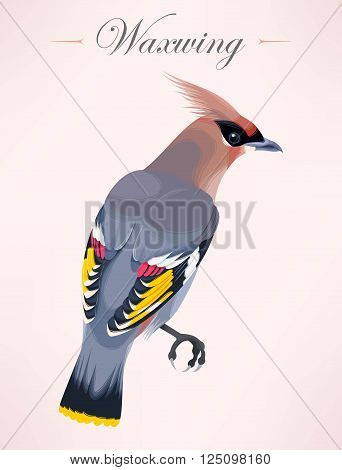 Vector illustration of high detailed cedar waxwing
