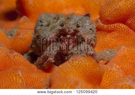 one small hermit crab anemones walking over an orange sponge