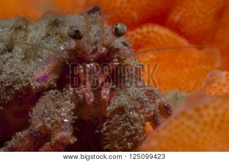 one small hermit crab anemones walking over an orange sponge