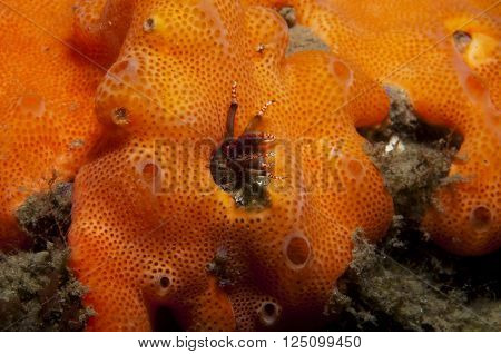 One Small Hermit Crab Anemones