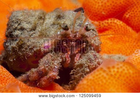 one small hermit crab anemones walking over an orange sponge
