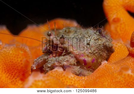 One Small Hermit Crab Anemones