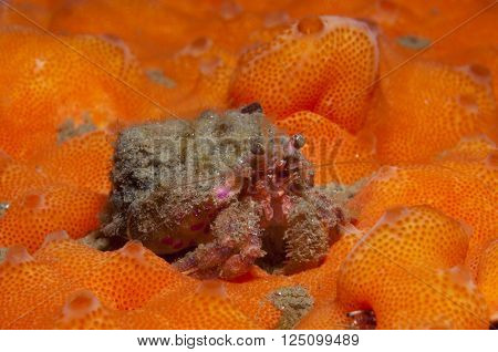 one small hermit crab anemones walking over an orange sponge