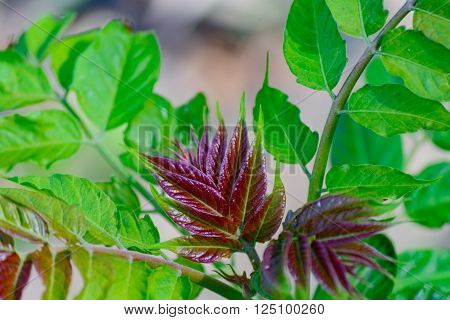 Red and green new tender leaves leaf on plants in springtime
