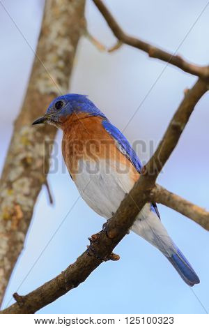 Very Bright Young Northern Bluebird Perched On A Branch Colorful