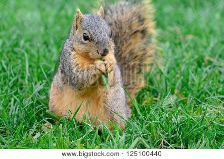 Comical funny Fox Squirrel chewing on grass calmly watching and sitting