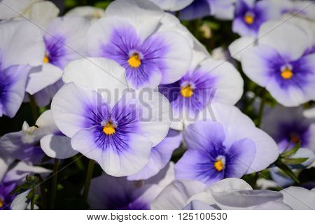 Light Blue purple Violet Lilac Pansies landscape orientation selective focus