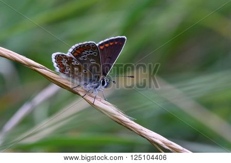 Brown argus (Aricia agestis) at rest with wings open. Delicate brown butterfly in the family Lycaenidae, at rest in a British meadow