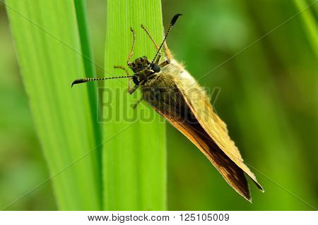 Large skipper (Ochlodes sylvanus) ovipositing. Butterfly in the family Hesperiidae, showing hooked tips to antennae whilst laying eggs on grass
