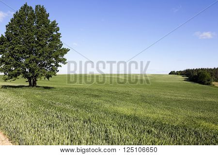 Photographed Immature Green Grass In The Summer, Blue Sky