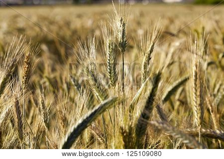 Agricultural Field On Which Grow Up Cereals Wheat, Belarus, Ripe And Yellowed Cereals, Small Depth O