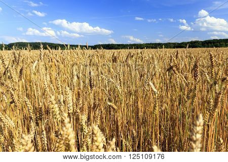 Agricultural Field On Which Grow Up Ready To Harvest Ripe Yellow Cereals