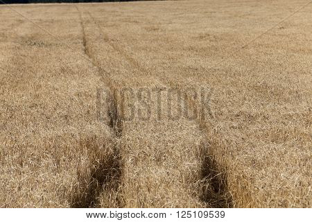 Agricultural Field On Which Grow Up Cereals Wheat, Belarus, Ripe And Yellowed Cereals, Small Depth O