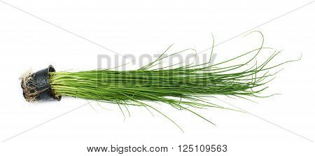 Green onion scallions in a pot isolated over the white background
