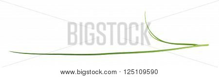 Green onion scallions isolated over the white background