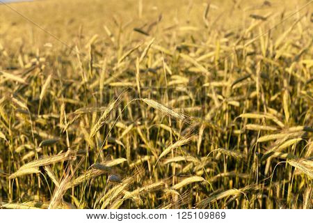 Agricultural Field On Which Grow Ripe Cereals, Close Up