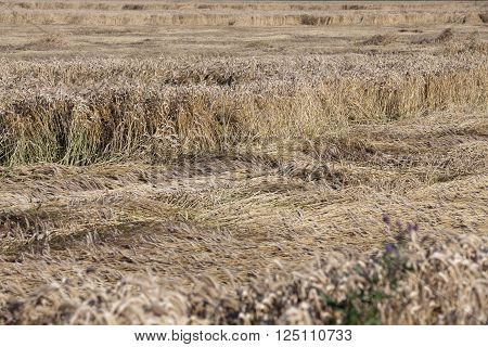 Agricultural Field Where After A Storm Is On The Ground Ripe Yellow Wheat