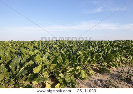 Agricultural Field On Which Grow Beets, Blue Sky