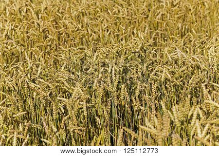 Agricultural Field On Which Grow Ripe Cereals
