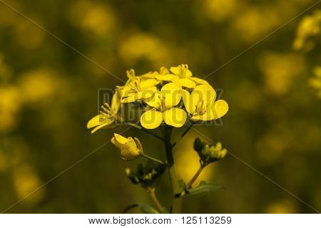 Photographed Close Up Yellow Rapeseed Flowers In Spring Season