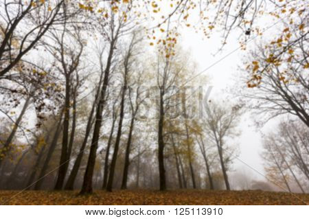 Park In The Autumn, During Cloudy Weather, Late Autumn, Defocused