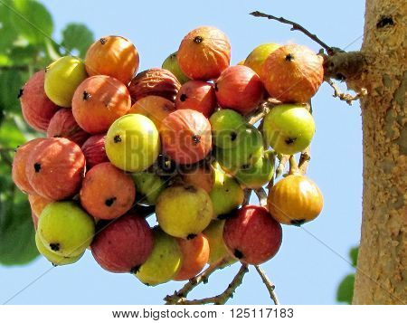 Ficus Racemosa in Edith Wolfson Park in Ramat Gan 20 July 2011 Israel