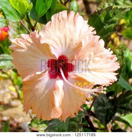 Hibiscus flower isolated in Edith Wolfson Park in Ramat Gan31 May 2011 Israel