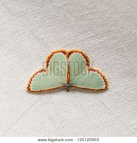 Comostola Pyrrhogona Moth